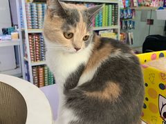 -喵的天空名猫咖啡馆·撸猫·猫舍·用品