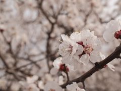 -洛阳市隋唐城遗址植物园