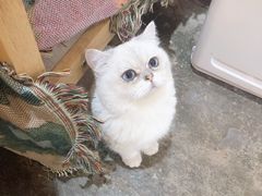 -喵屿·大理花园猫咖