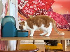 -Let's go狗咖·猫咖·奶狗·桌游(春熙路IFS店)
