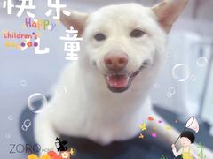 -佐罗家宠物馆·猫文化馆(紫霞路店)