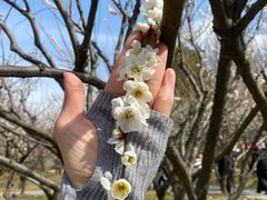 -香雪海