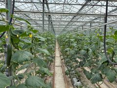 -苏州太湖西山岛开心农场