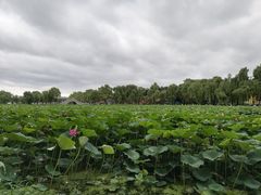 -长春市南湖公园