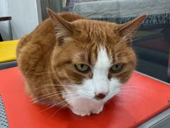 -四月宠物医院·猫专科·心脏专科·内科(转塘店)