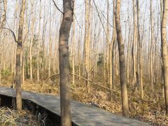 -合肥滨湖国家森林公园