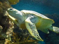 -上海海洋水族馆