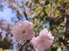-长白岛森林公园