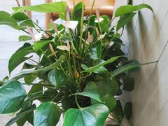 -奈雪的茶(中海环宇荟店)