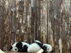 -都江堰中华大熊猫苑