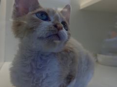 -小猫来了·猫舍(红山六九七九店)