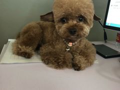 -PETKIT小佩宠物(昭化店)