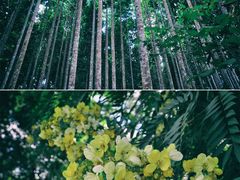 -中国科学院西双版纳热带植物园