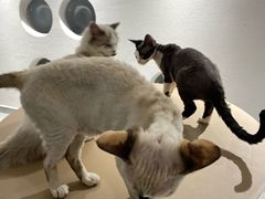 -琪喵猫屋·撸猫猫咖·猫舍