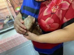 -Moni星球萌宠·小马宝莉·灵蛇·高端高阶全萌宠互动体验俱乐部(红豆国际广场店)