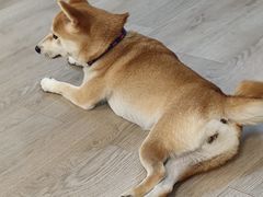 -柴迷FANS CLUB·柴犬狗咖·猫咖