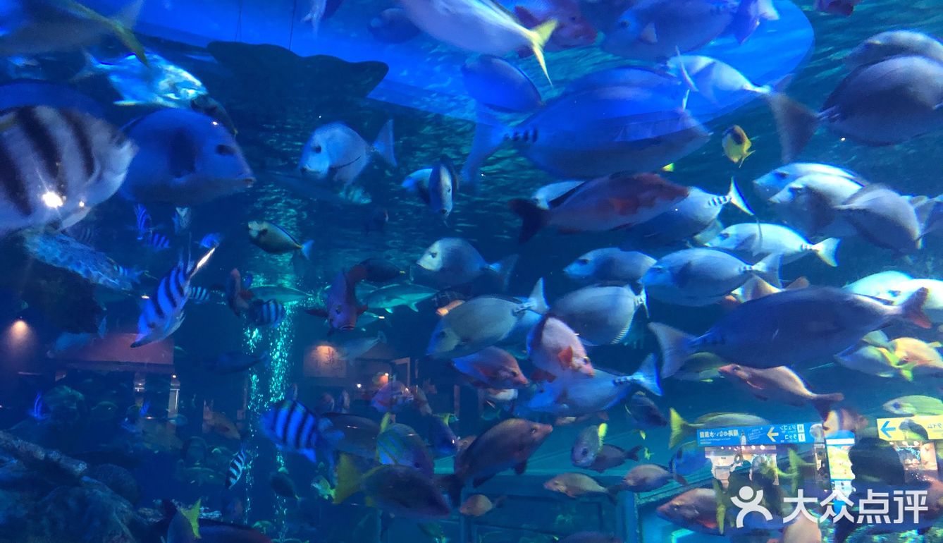 鸟羽水族馆