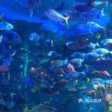 鸟羽水族馆