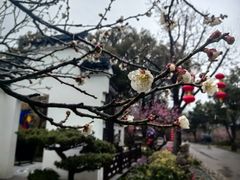 -无锡梅园公园