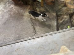 -Jungle Kitchen