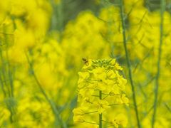 -贵阳市花溪国家城市湿地公园