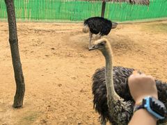 -西霞口神雕山野生动物世界