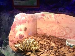 -上海大自然野生昆虫馆(东方明珠·爬宠昆虫探索中心)