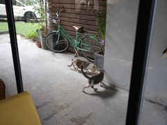 -猫里有甜
