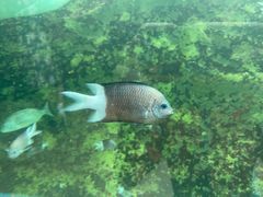 -悉尼海洋生物水族馆