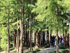 -溱湖国家湿地公园