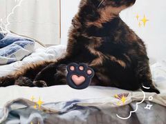 -艾贝尔宠物诊疗