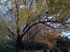 -元大都城垣遗址公园