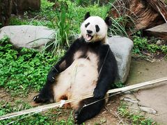 -都江堰中华大熊猫苑