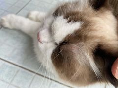 -袖虎猫馆(十亩地店)