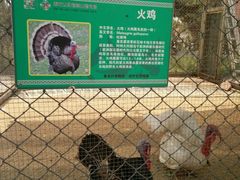 -太阳部落
