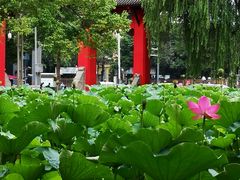 -四川大学(望江校区)