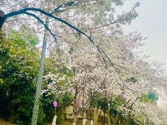 -武汉大学-樱园