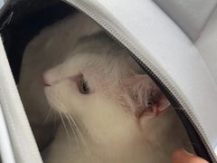 -宠颐生宠物医院·心肾内科·猫专科诊疗中心宠巢店