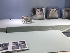 -喵的天空名猫咖啡馆·撸猫·猫舍·用品