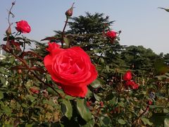 -国家植物园南园