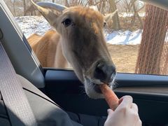 -北京野生动物园