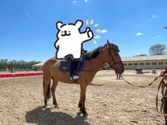 -北京群众马术培训基地