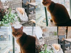 -喵屿·大理花园猫咖