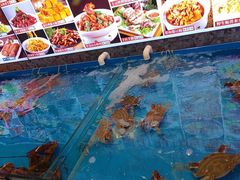 -俏东方·海味水饺·青岛菜(崂山店)