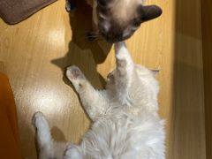 -滚猫咖啡·猫咖·猫友好撸猫(未来城店)