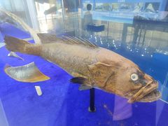 -上海海洋大学鱼文化博物馆(军工路校区)