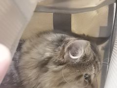 -安安宠医宠物医院·异宠·犬猫内科(岳阳分院)