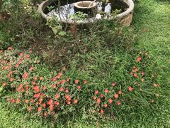 -黄色小屋