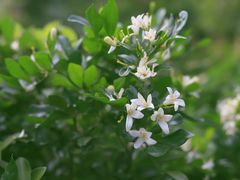 -朴厝私房菜(鼓浪屿店)