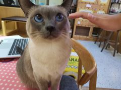 -滚猫咖啡·猫咖·猫友好撸猫(未来城店)